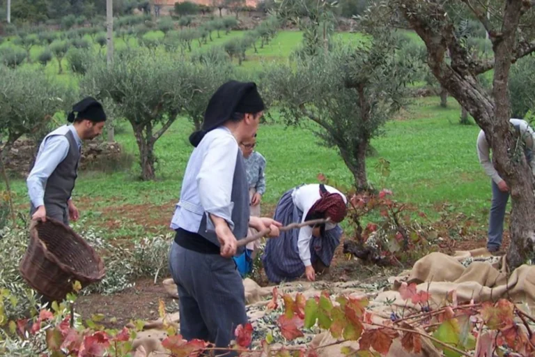 Olive harvest